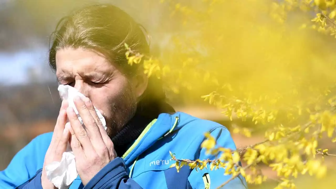Why the hay fever struggle is real right now in Australia