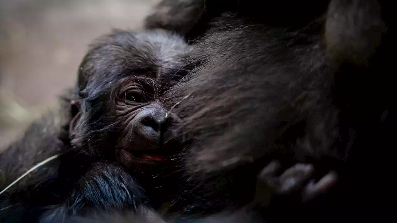 Fort Worth Zoo announces birth of baby gorilla