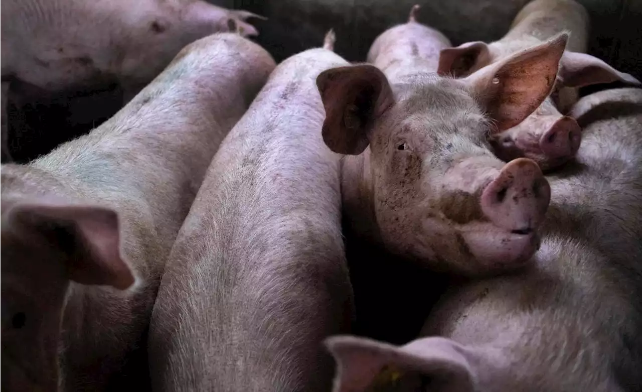 Bretagne : la très controversée ferme aux 12 000 cochons a été validée par le préfet