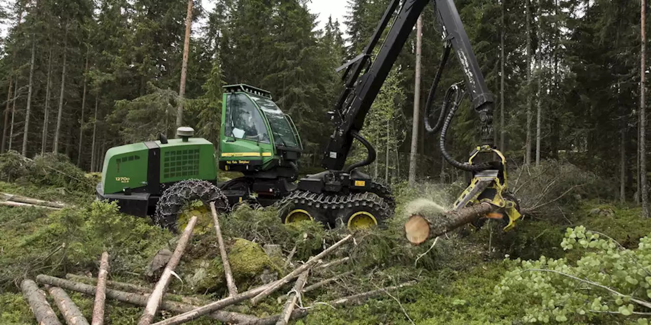 Waldschutz-Expertin über Lieferketten: „In Supermärkten landet Urwaldholz“