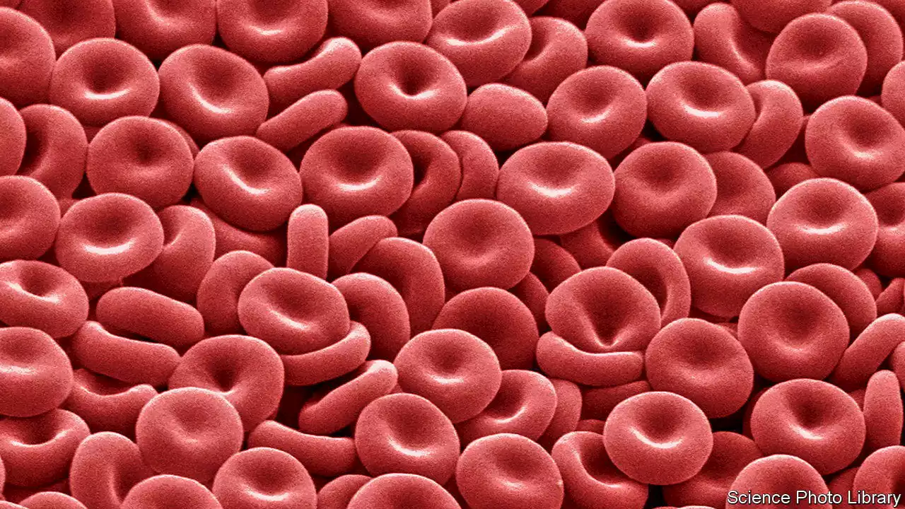 Blood cells made in a lab have been infused into people