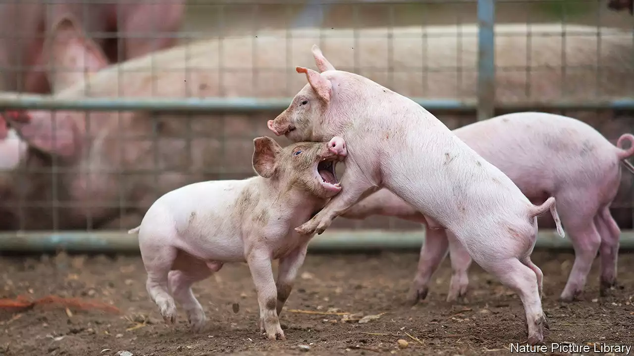 How pigs reconcile after fighting confirms their intelligence