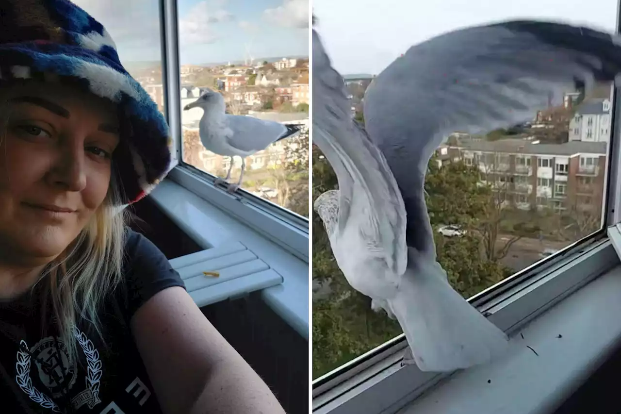 I'm best pals with a seagull but he broke into my house and vomited everywhere