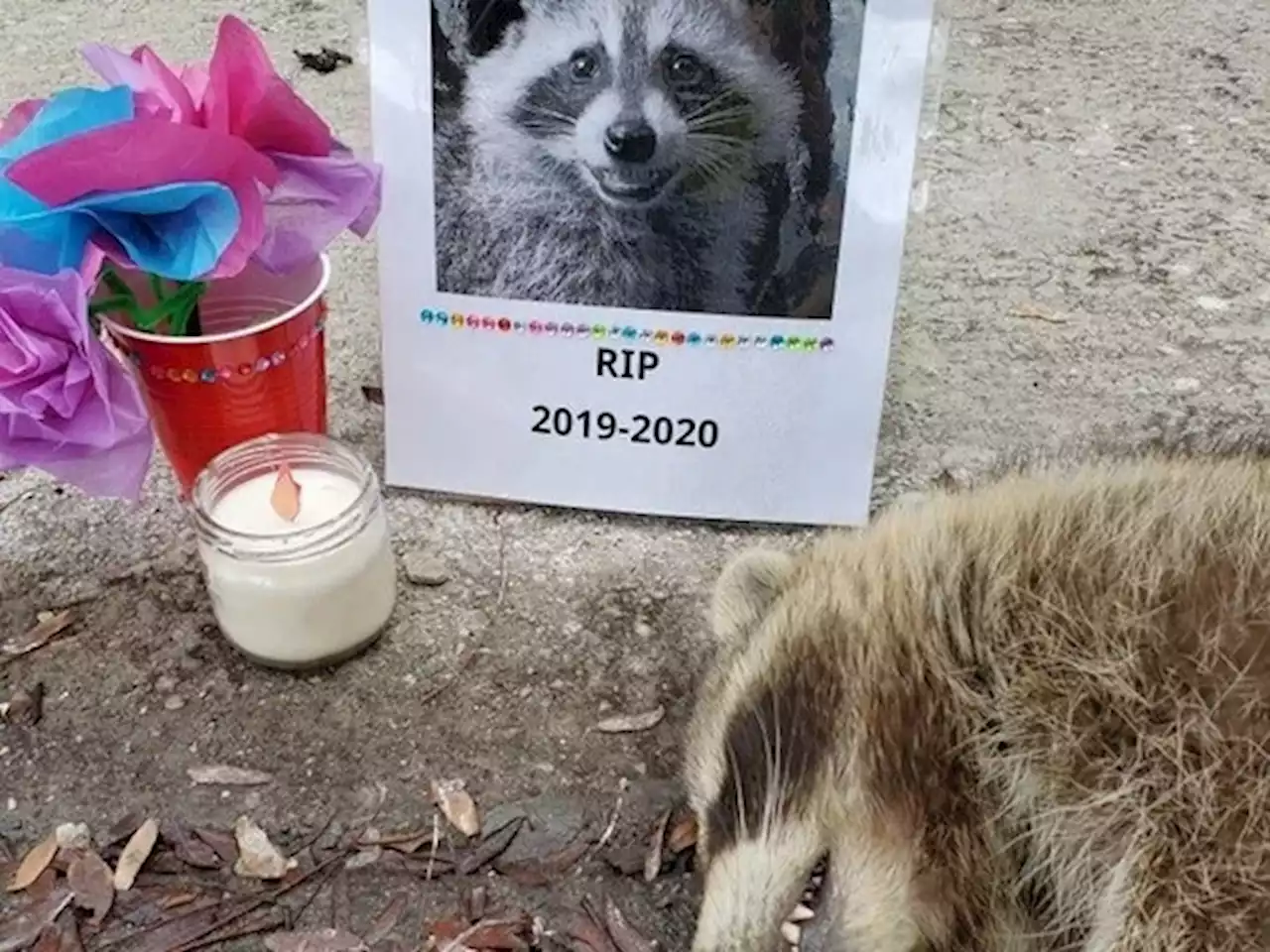 Raccoon bodies piling up across the GTA