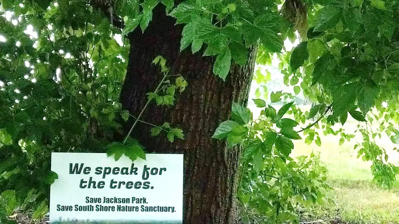 South Side Voters Speak Up for Trees in Jackson Park and South Shore. Is Anyone Listening?