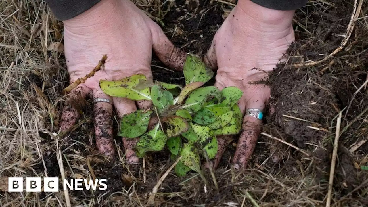 Military veterans plant wildflowers for threatened butterfly at Eden Project