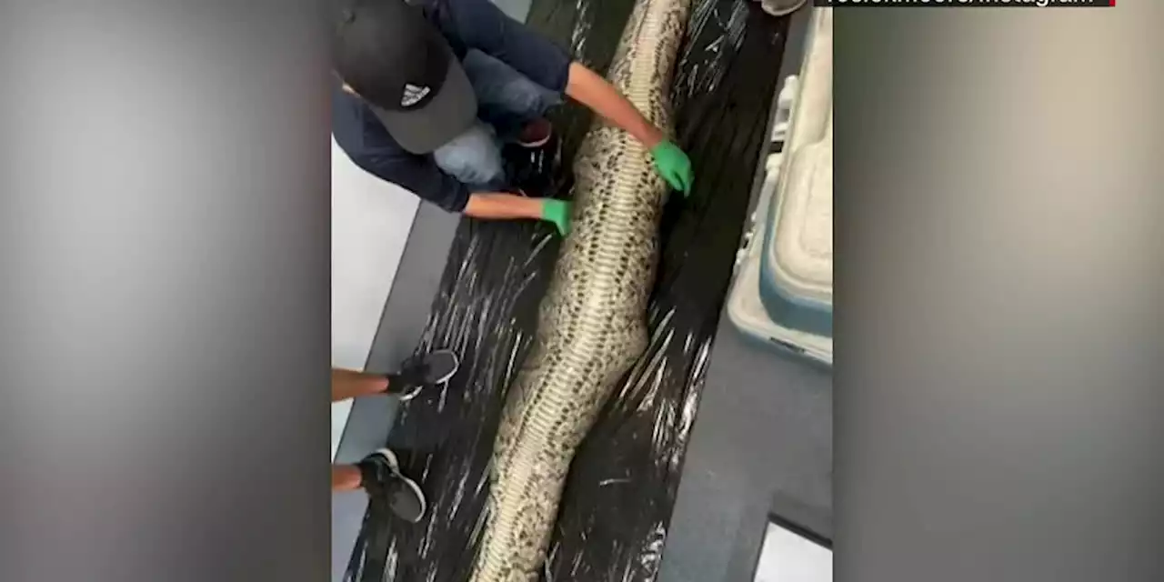 Scientists discover 5-foot long alligator swallowed by Burmese python