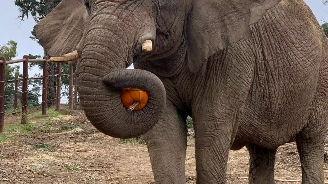 Lisa the elephant receiving stem-cell infusion therapy at Oakland Zoo