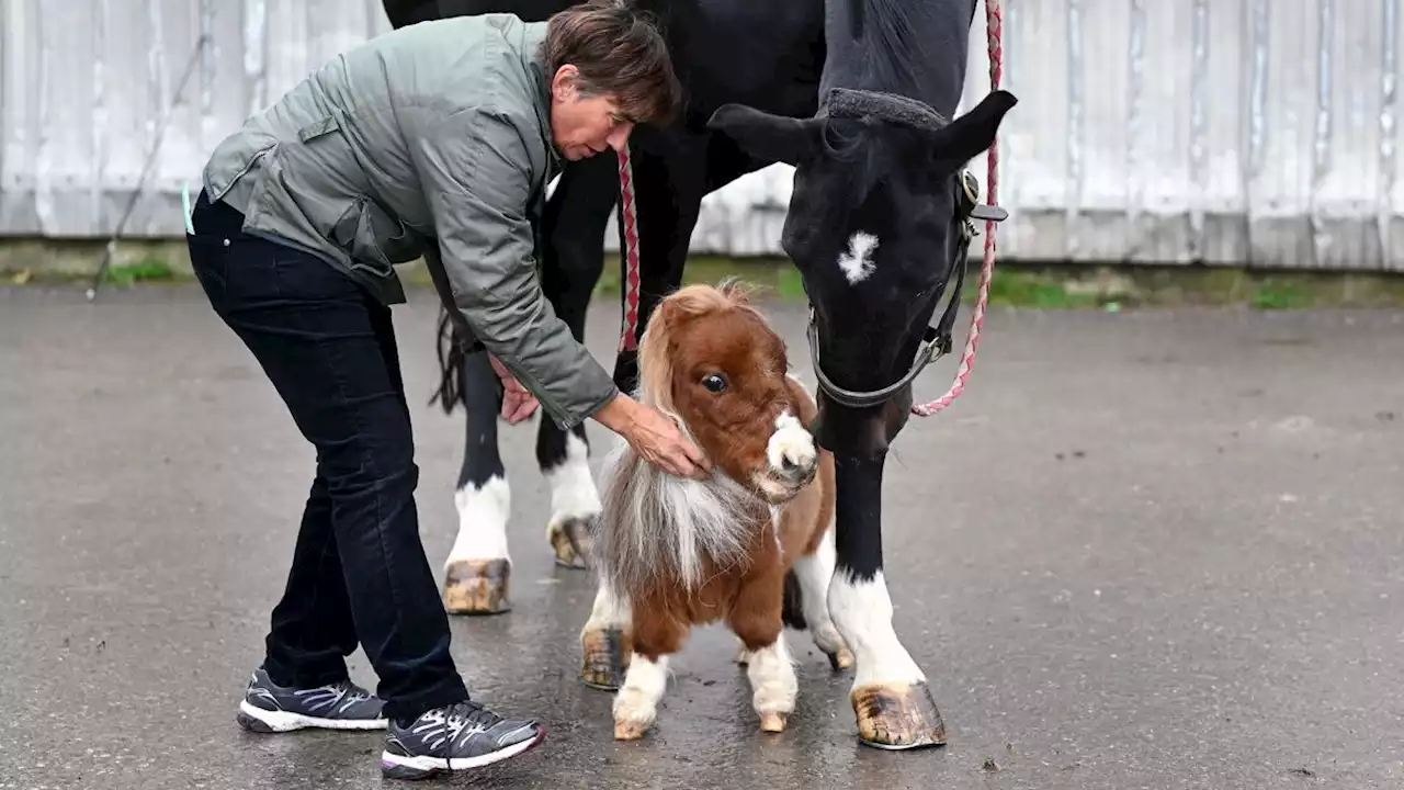 20-inch pony left long-faced, must wait to be crowned world’s smallest horse