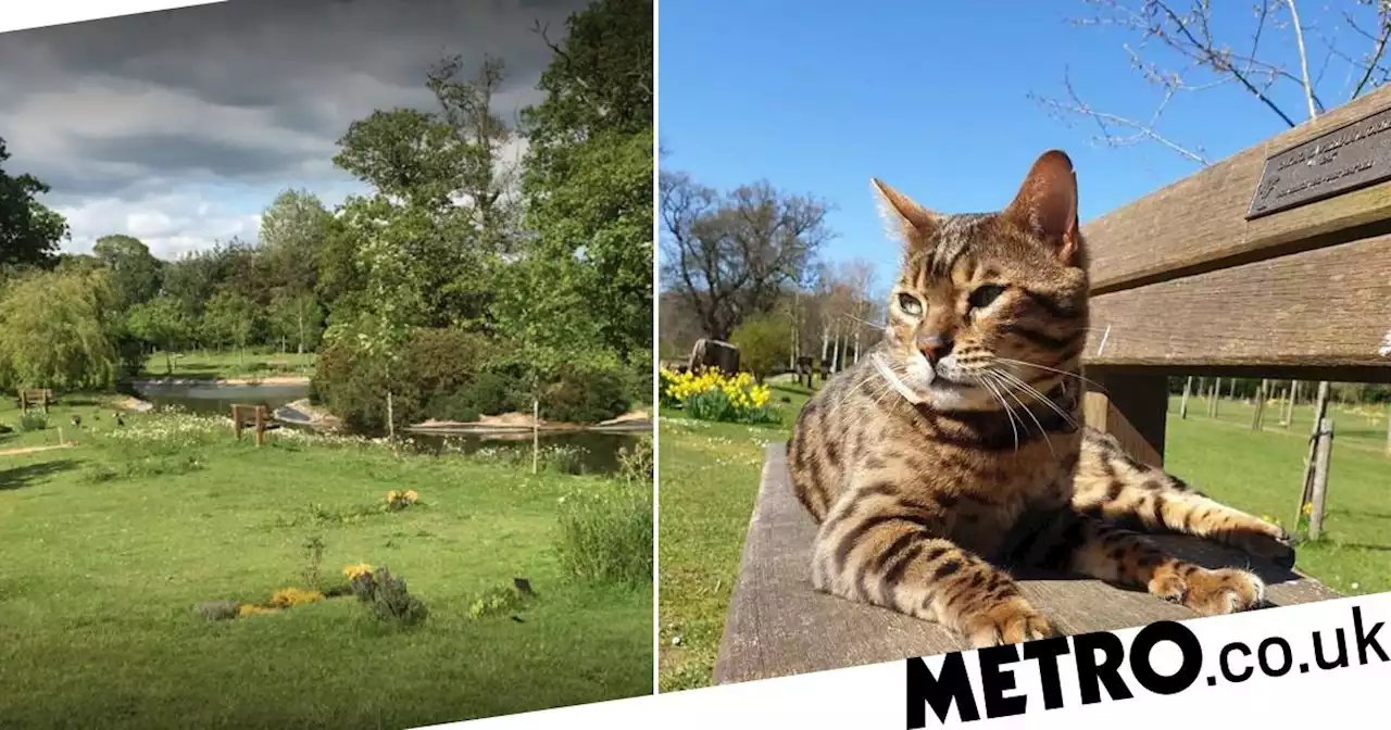 Town mourns for Benji the cat who used to comfort grieving families at cemetery