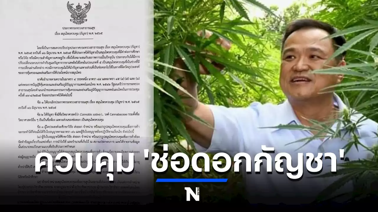 'อนุทิน' ลงนามประกาศควบคุม ห้ามจำหน่าย 'ช่อดอกกัญชา'