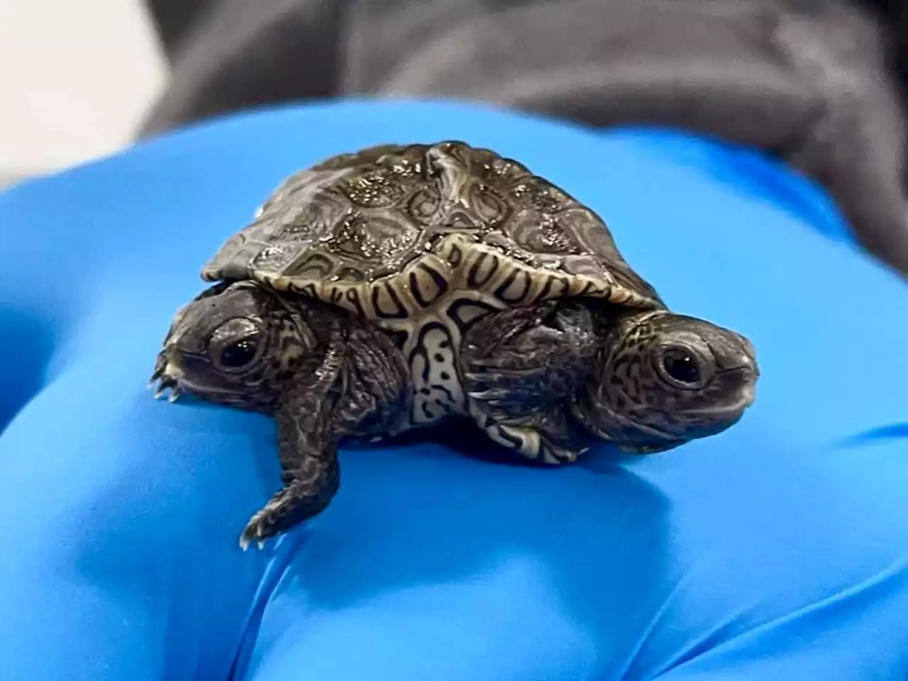 A rare two-headed turtle is alive and thriving, surprising scientists