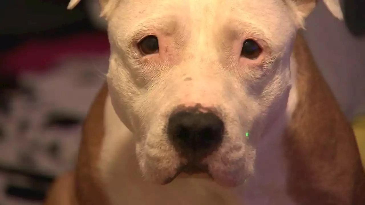 Police searching for juveniles who threw bleach on dog in Philadelphia