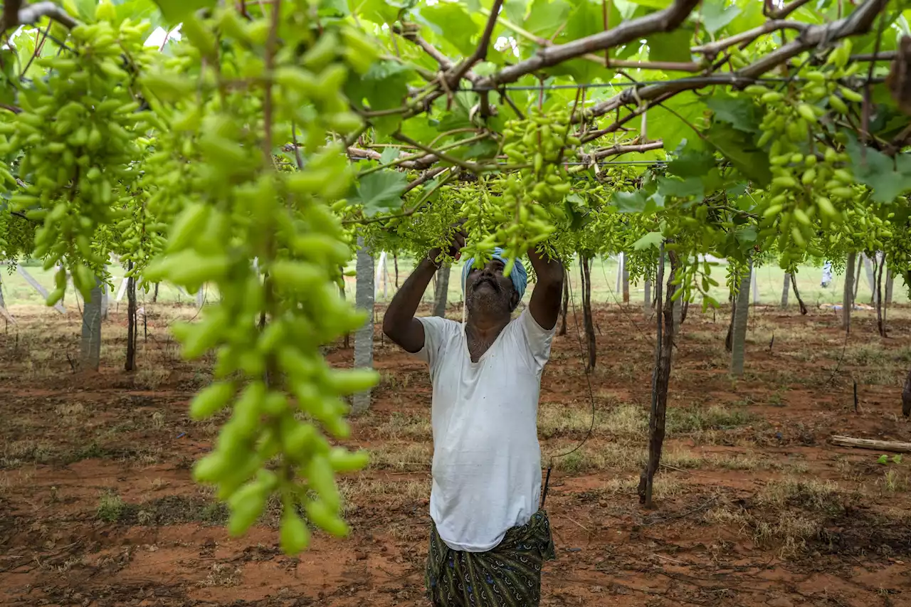 In dry, unreliable weather, Indian farmers restore arid land