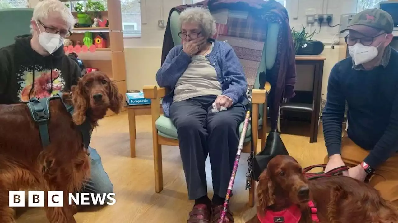 Cambridge woman, 97, meets red setter dogs for birthday wish