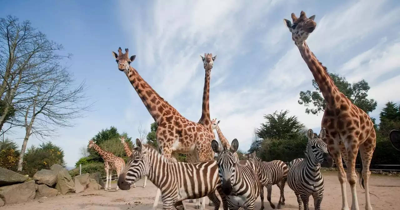 Belfast Zoo to hold charity fun run in its public grounds