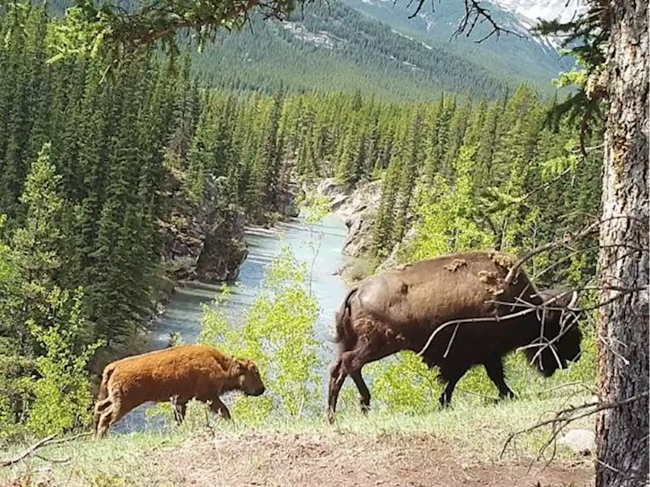 Banff National Park considers next steps for bison herd reintroduced into backcountry