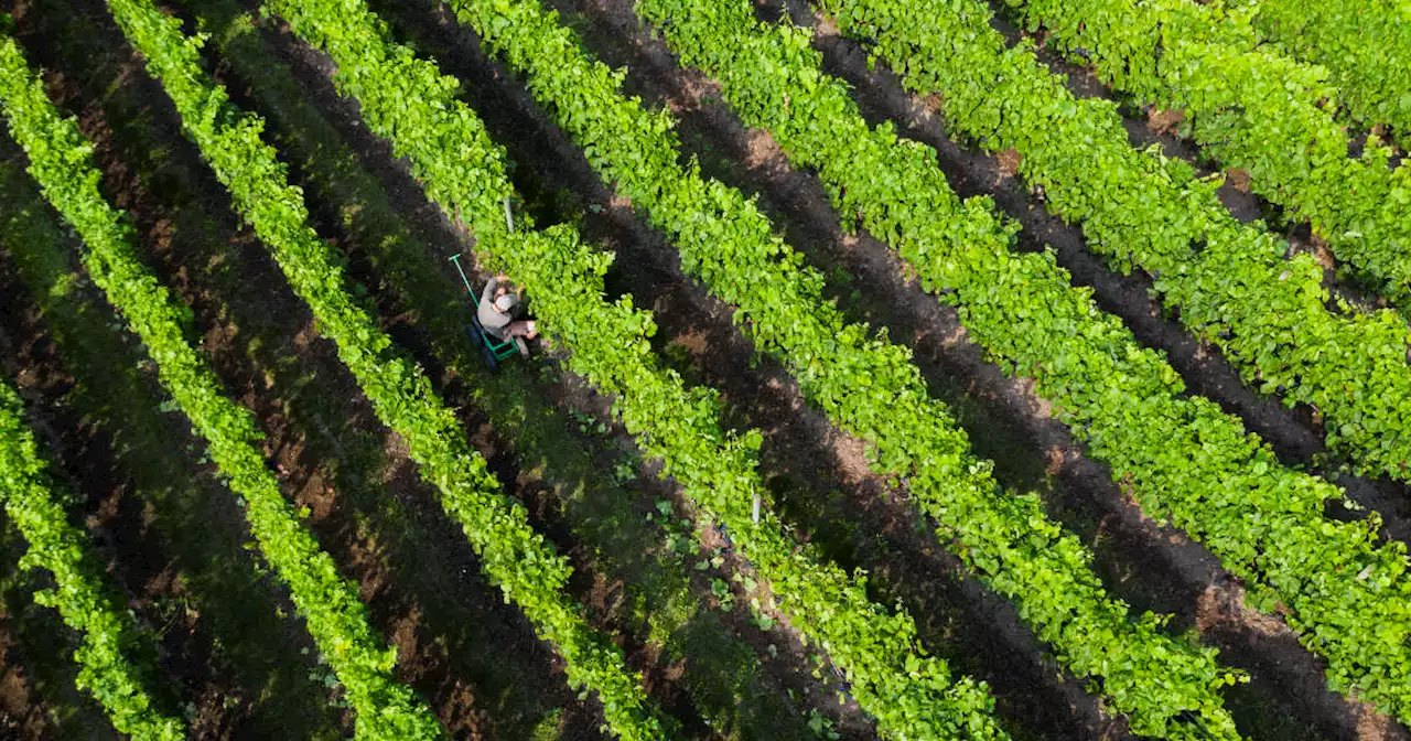 Dérèglement climatique. À la rencontre des vignerons suédois