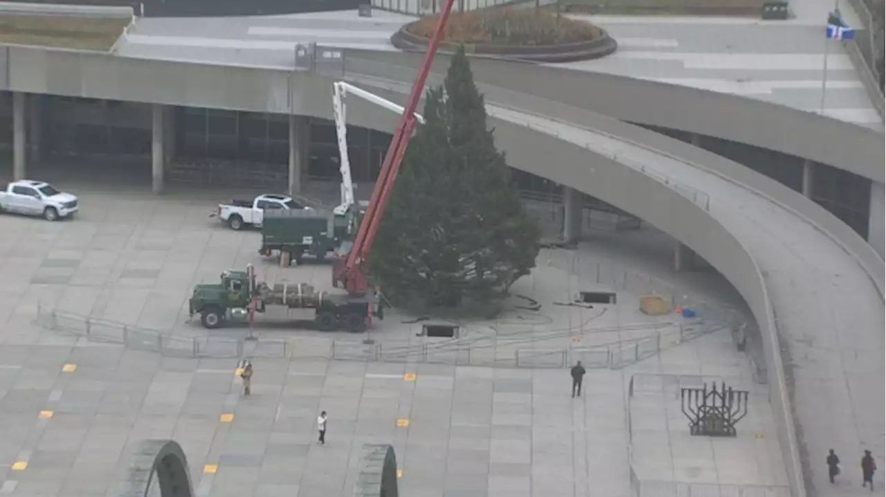 Toronto’s official Christmas tree arrives at Nathan Phillips Square