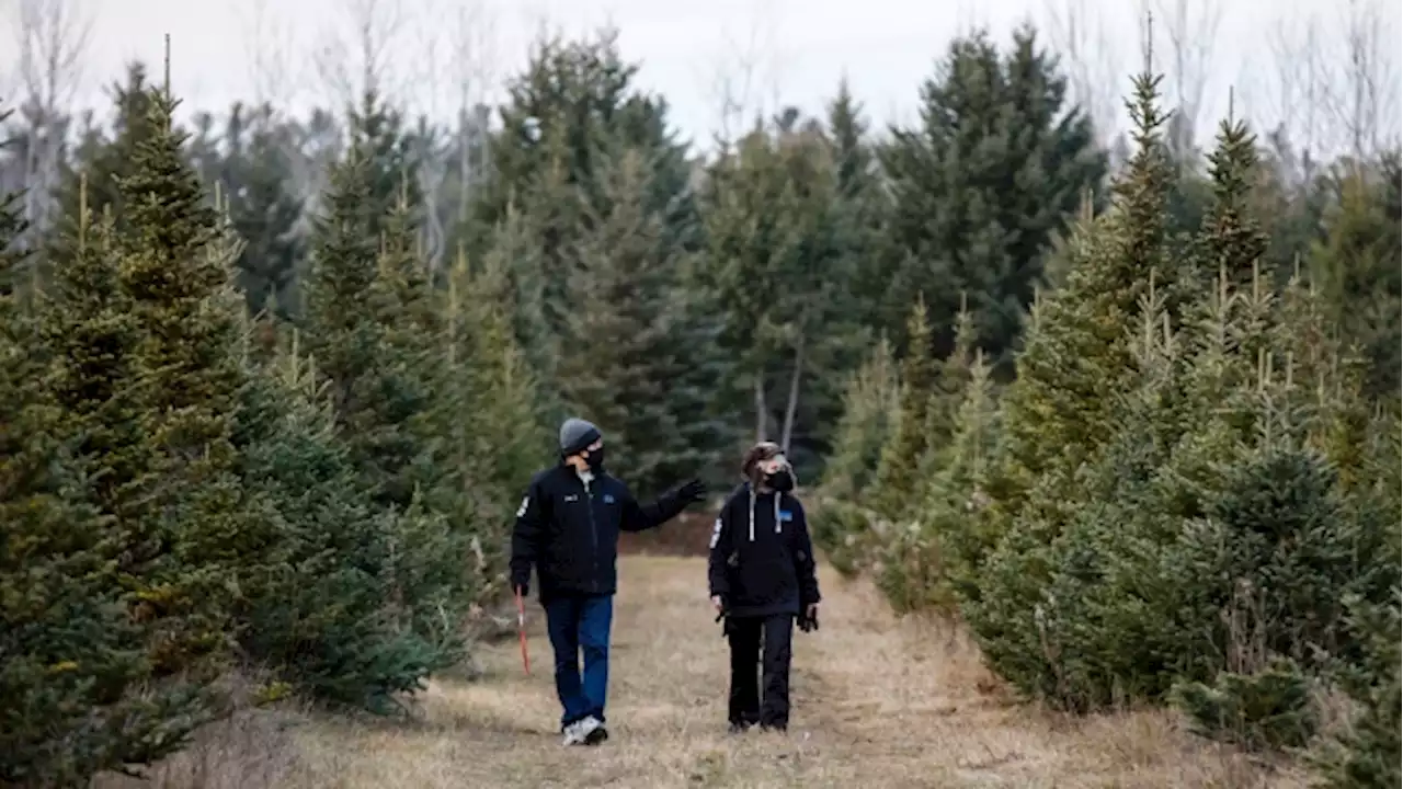 Christmas trees expected to increase in price as farmers adapt to challenges