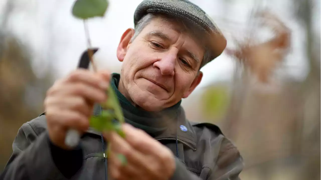 COP27 : qui est Tony Rinaudo, l'homme surnommé le 'faiseur de forêts' ?