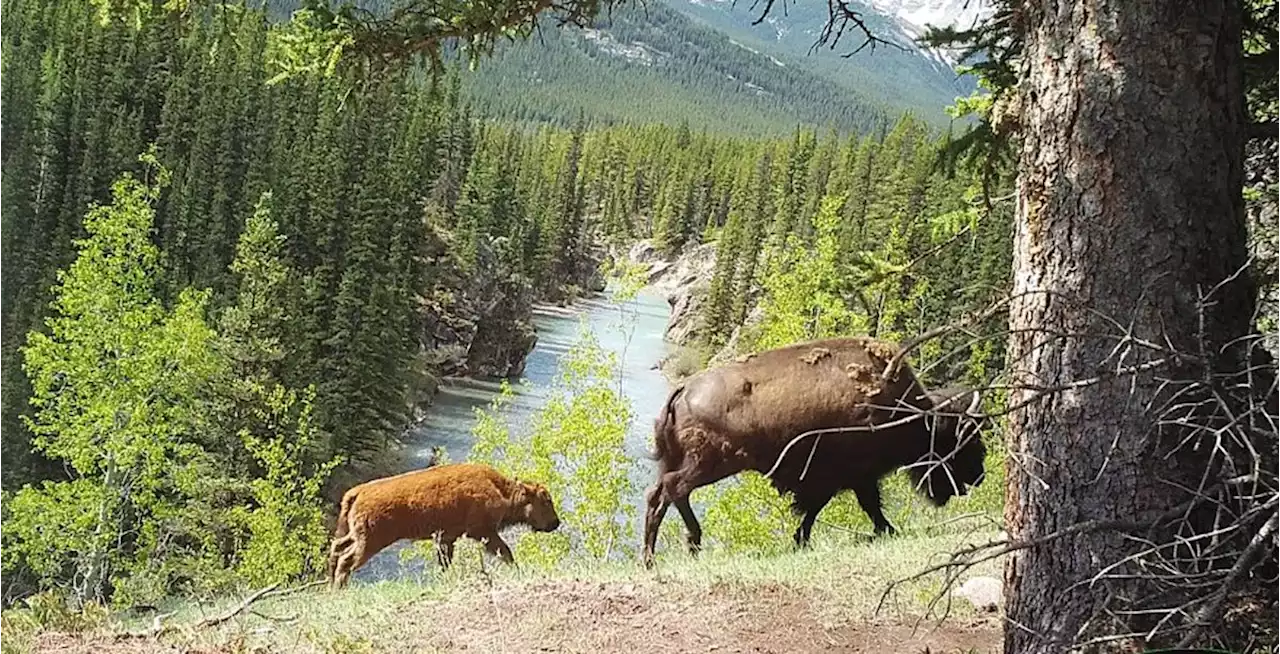 Banff National Park considers next steps for bison herd reintroduced into backcountry