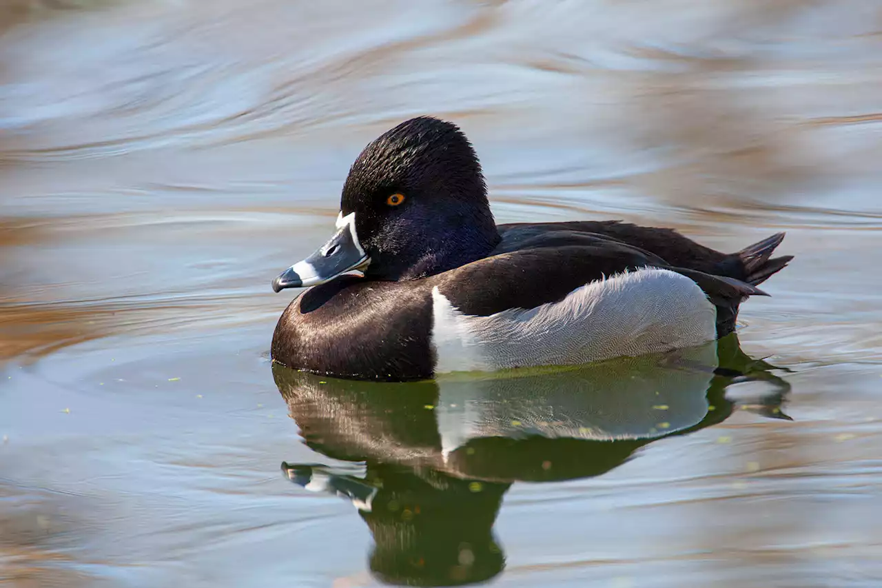 Wild ducks are spending the holidays in Texas. Here's what you need to know about dabblers and divers.