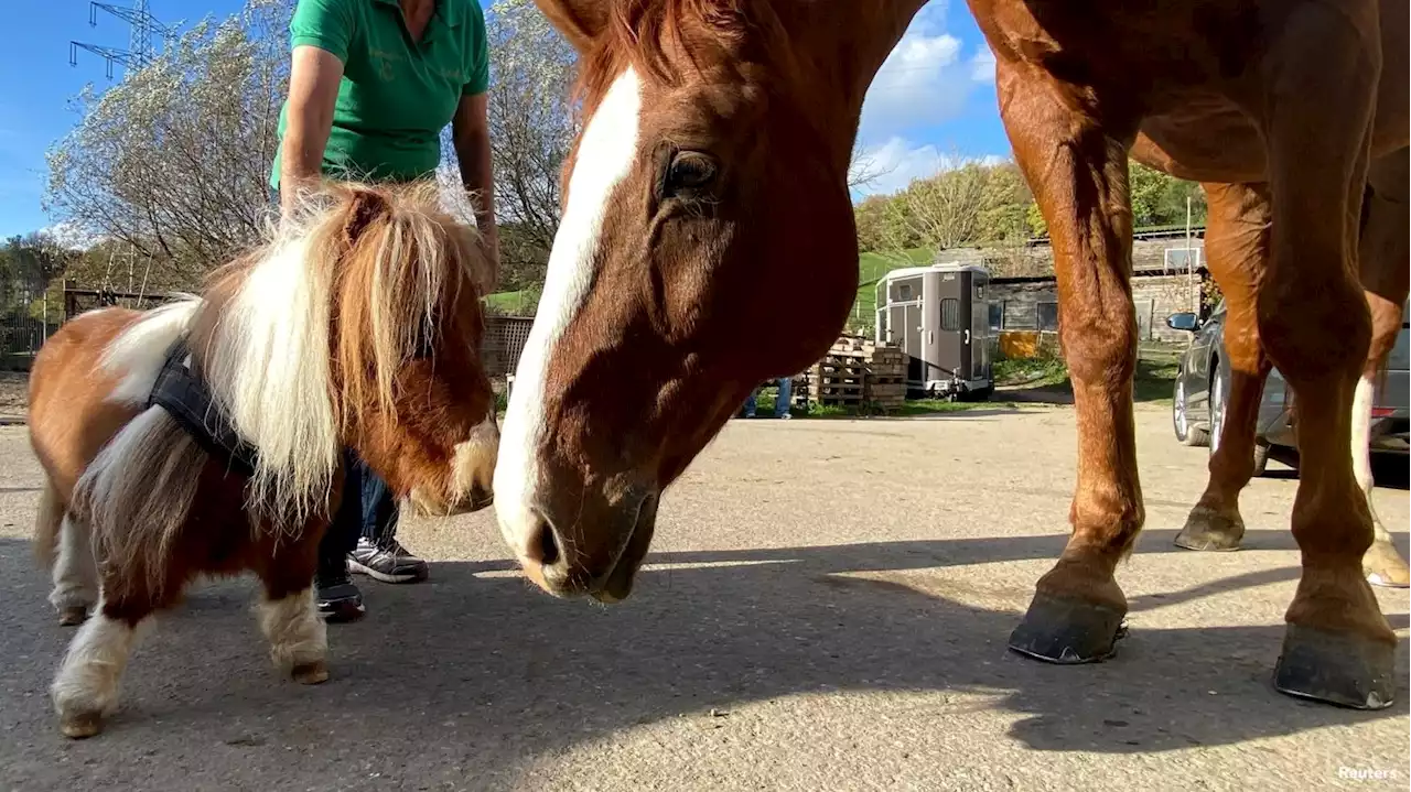 Meet The 20-Inch-Tall Shetland Pony Who Is Set To Become The World's Smallest Horse