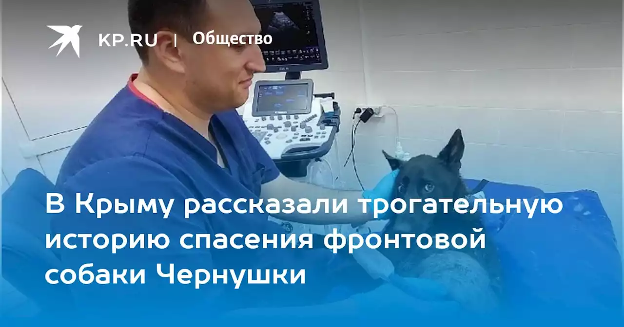 В Крыму рассказали трогательную историю спасения фронтовой собаки Чернушки
