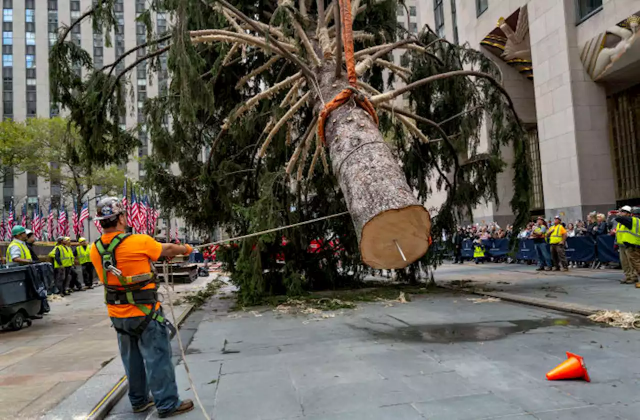 Holiday arrival: Rockefeller tree ushers in Christmas season