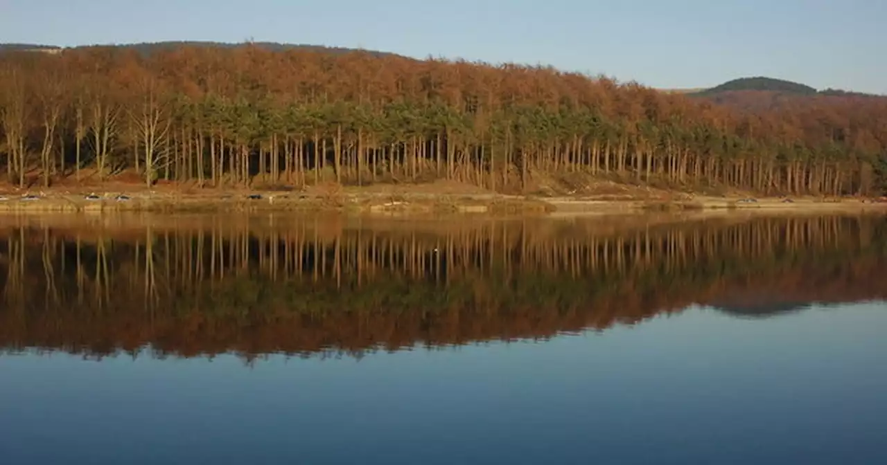 Magical forest with red deer and a cosy pub - just outside Greater Manchester