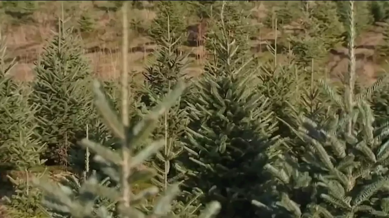 Christmas Trees to See Price Hike This Holiday Season