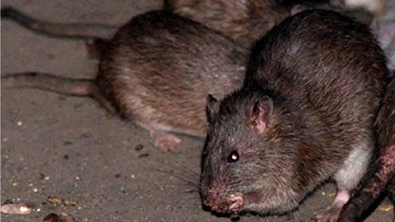 These New England Cities Are Among the Rattiest in the US