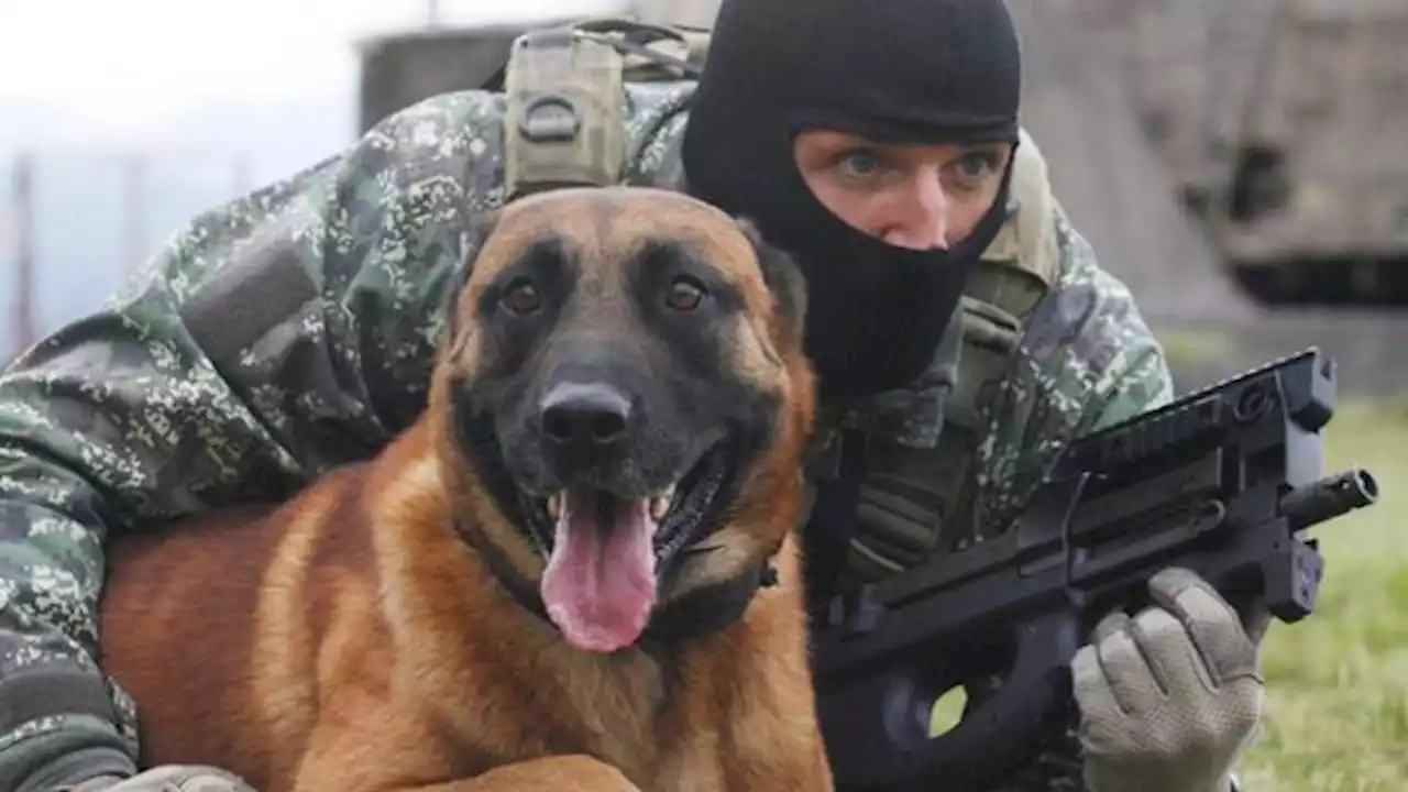 Quand a-t-on fait appel aux premiers chiens militaires et comment sont-ils formés ?