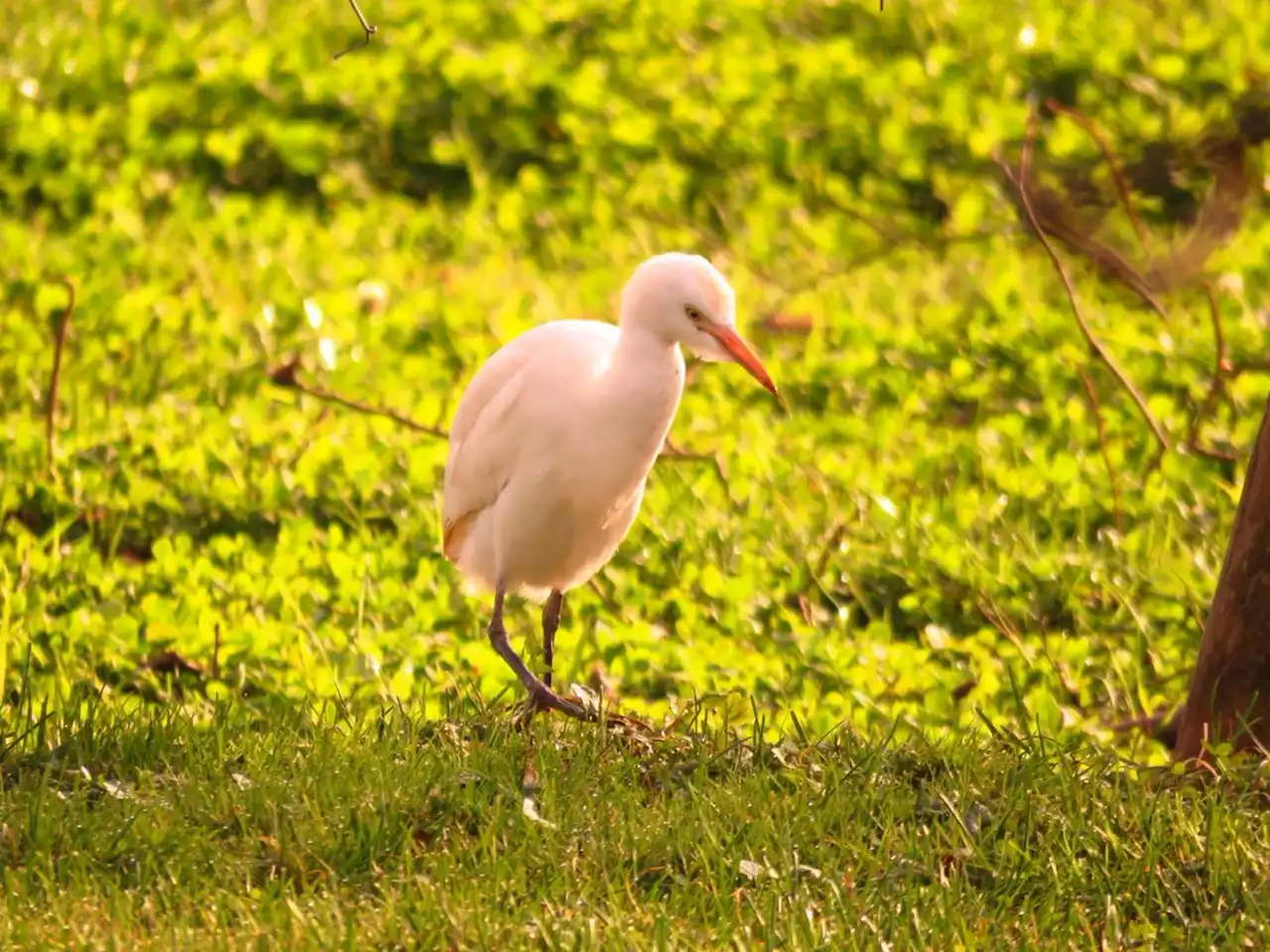 WEATHER PHOTO: Cattle egret visits North Rustico, P.E.I. | SaltWire