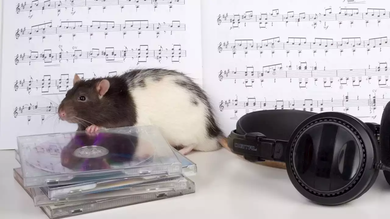 Rats have rhythm and love to dance to Lady Gaga, researchers discover