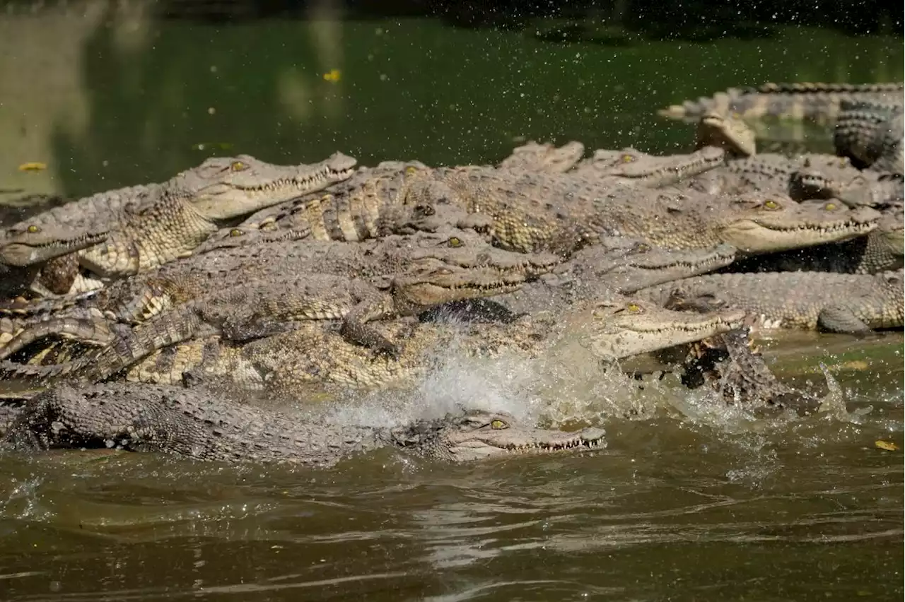 Thai crocodile farmers want trade restrictions relaxed