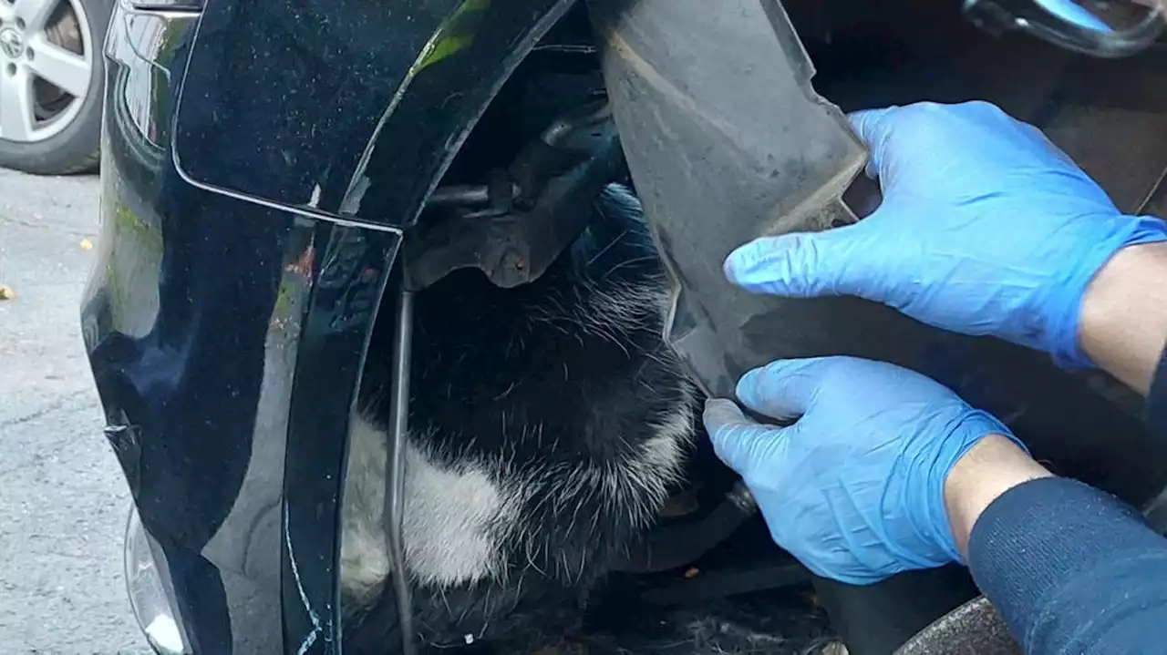 Feuerwehr befreit Katze aus Auto – und muss es dafür zerlegen