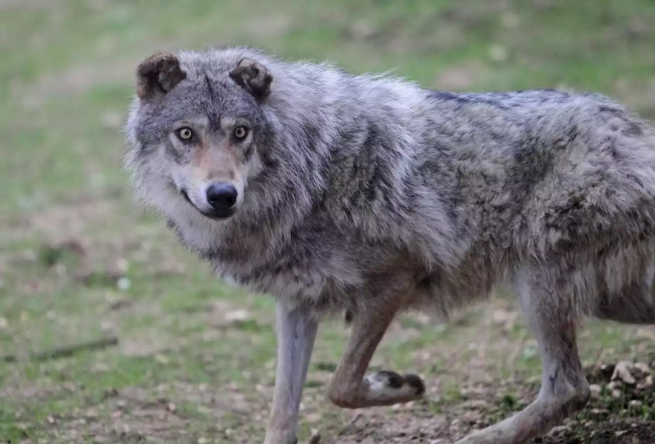 Bretagne : une douzaine de brebis tuées, les premières attaques imputées au loup depuis un siècle