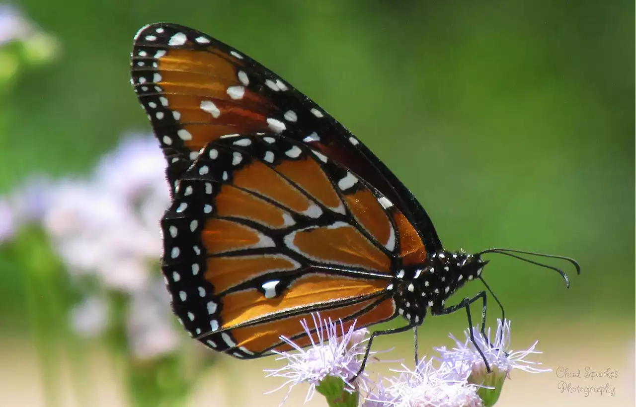 Texas Butterfly Center Makes a Comeback After Right-Wing Attacks