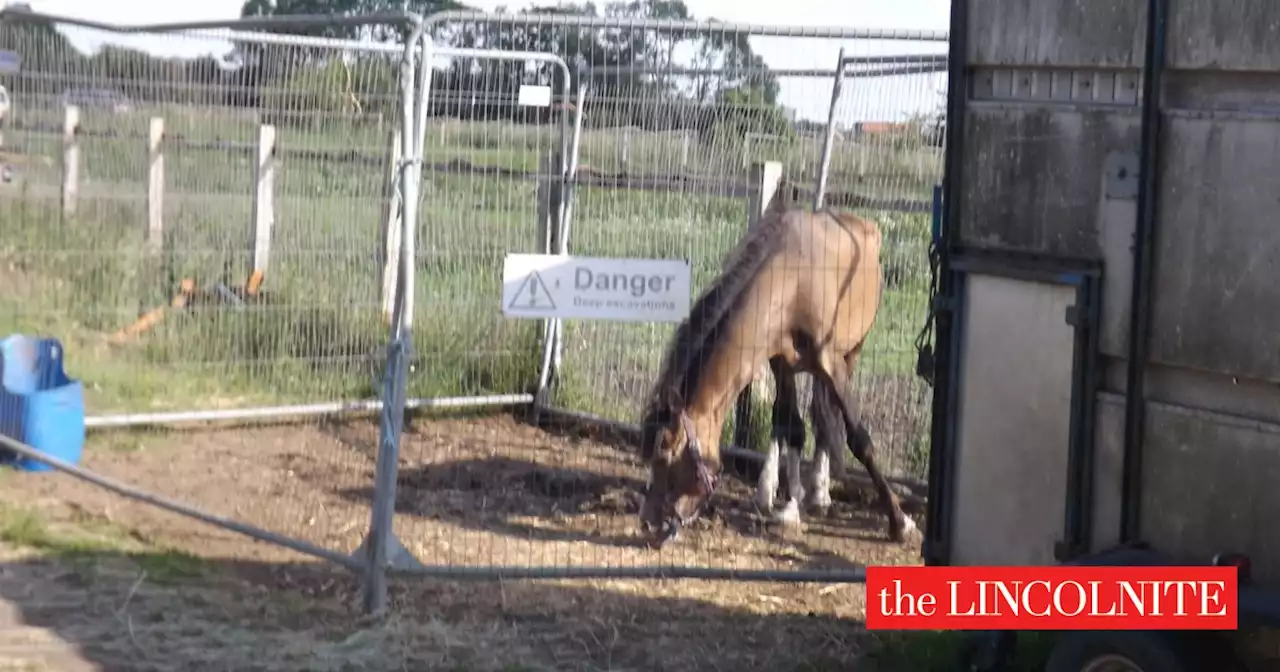 Woman jailed after 13 horses suffer in Lincoln village