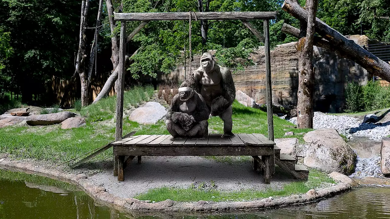 Parents At Zoo Shield Children’s Eyes From Gorillas Having Public Execution