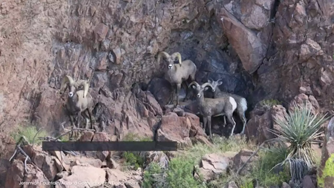 Counting Southern Arizona's bighorn sheep from the sky