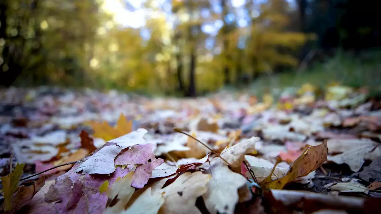 Today's Tucson weather forecast: Nov. 12