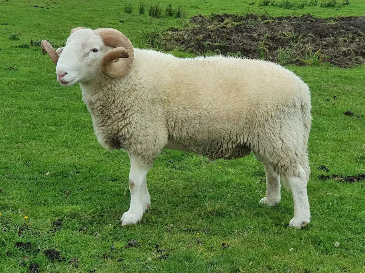 Closure of small abattoirs is putting the future of Yorkshire's rare breeds at risk