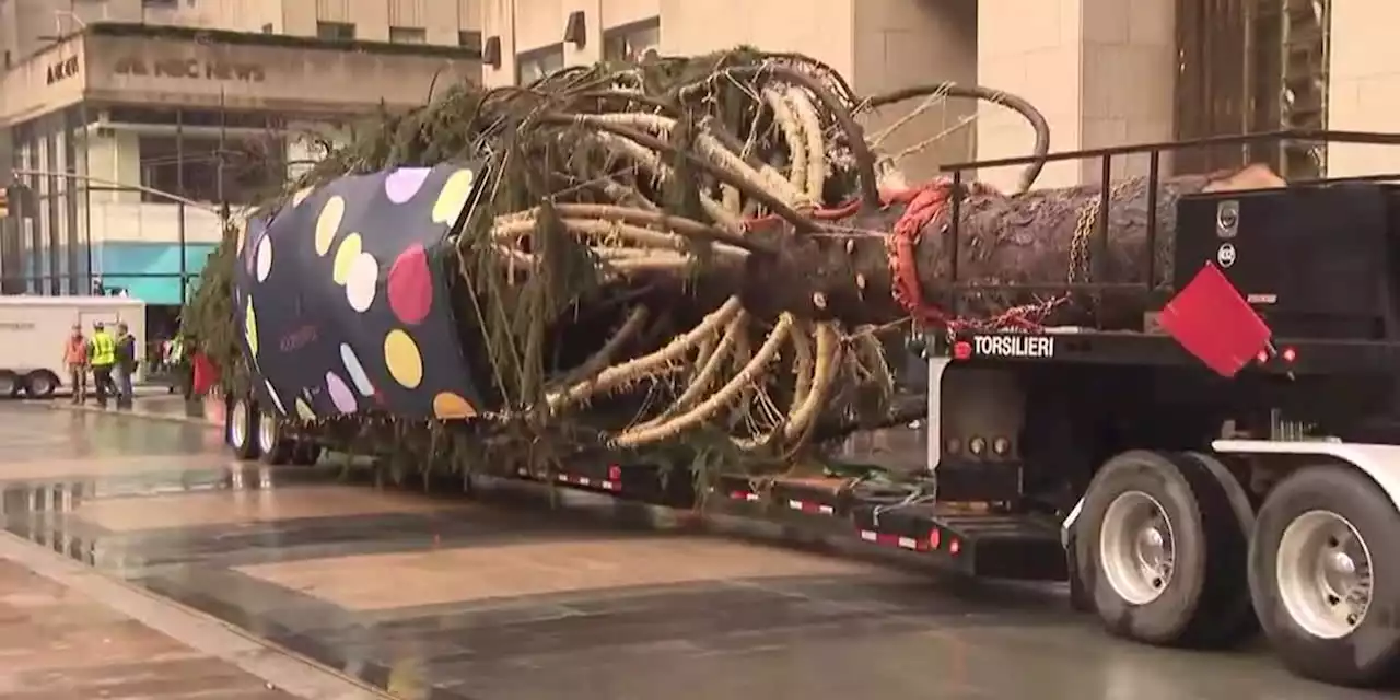 Holiday arrival: Rockefeller tree ushers in Christmas season