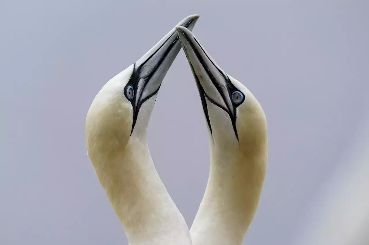 Climate reshapes life for tenacious gannets on Quebec isle