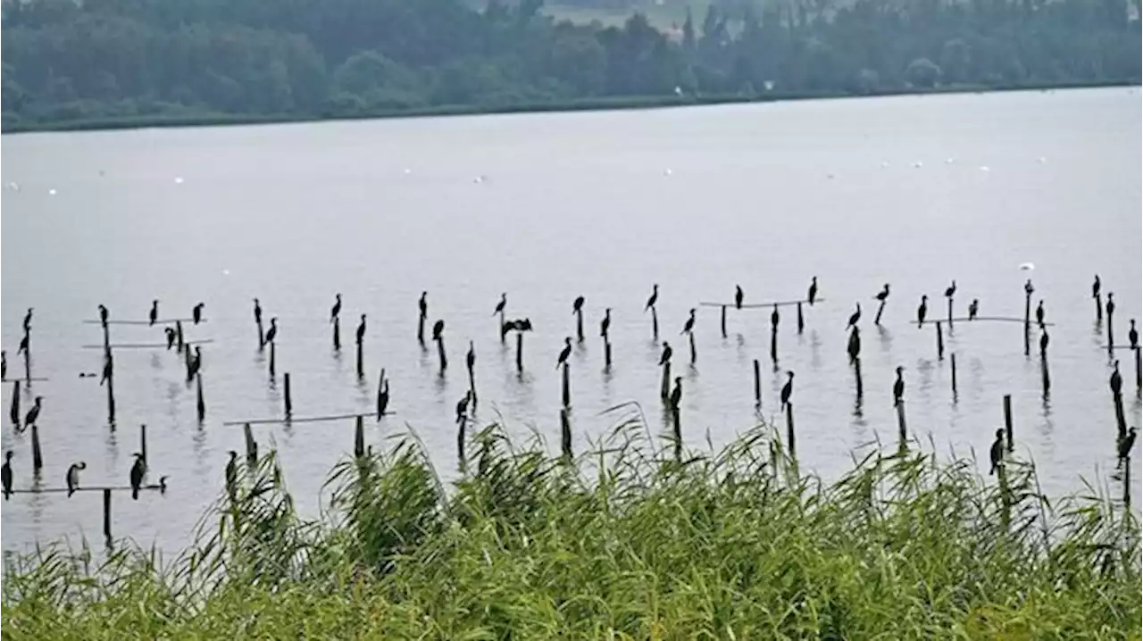 Berner Grossräte wollen eine Regulierung der Kormorane im Bielerseegebiet - bauernzeitung.ch