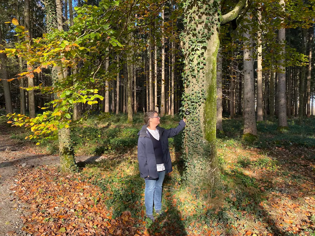 Naturfriedhöfe: Baum-Bestattung immer beliebter