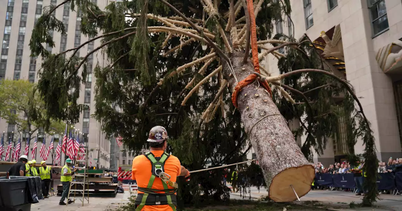 2022 Rockefeller Center Christmas tree arrives in Manhattan